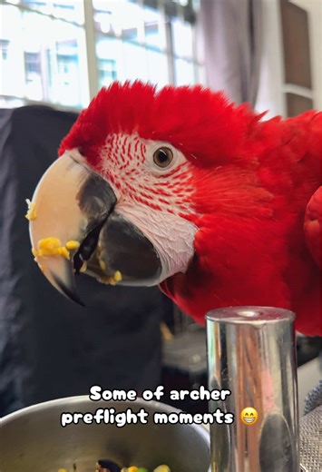 Archer preflight moments #archerthemacaw #macaw #parrot #greenwingmacaw