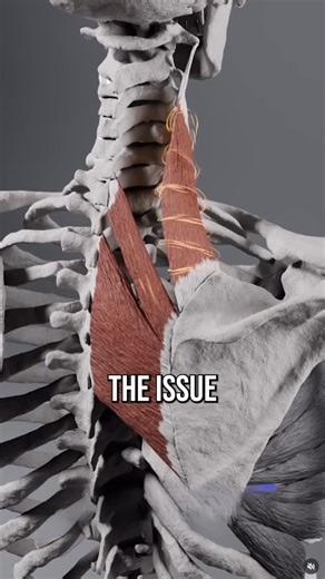 Conor Harris on Instagram: "Stretching or rolling out “knots” in the upper back often doesn’t fix the problem for more than a few minutes because it’s not fixing the true underlying cause. But this does ✅💪🏼 If you want a comprehensive approach to fixing shoulder mobility and pain like this, check out my No B.S. Guide To Shoulder Health! Link in bio. Credit to @anatomy.of.motion for the shoulder anatomy visual."