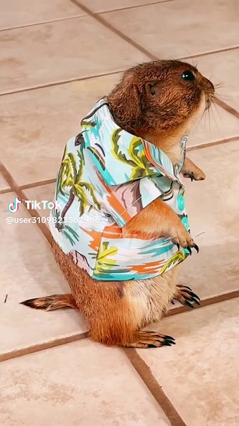 Prairie Dogs Bromancing: A Cute Animal Video Compilation