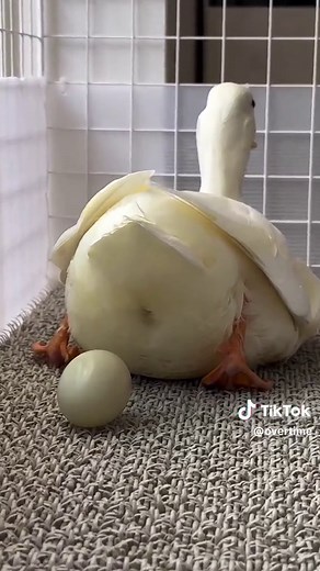 Understanding Duck Egg Laying and Hatching Process