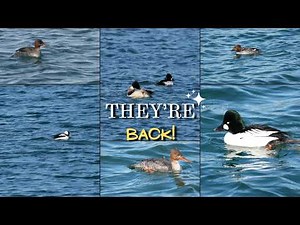 🔥 “The Duck Migration Has Begun! 🦆”