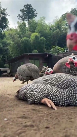 「ホロホローズ」砂浴び！#ホロホロチョウ