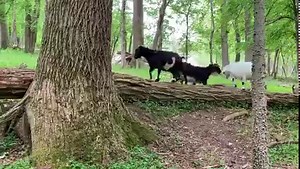 Anybody else want to FORGET EVERYTHING & just sit in the woods on a random picnic table to watch Goats Frolic ? | Goat Life