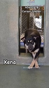 4.4K views · 447 reactions |  Adopted A5693978 ✰ XENA -4/22/25-...