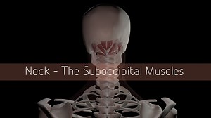 Neck - The Suboccipital Muscles