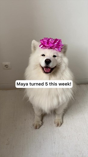 Happy Birthday to my sweet Maya 🐻‍❄️ The last 5 years being your furmom has filled my life with so much joy! 💕 #dog #samoyed #dogbirthday #fypシ
