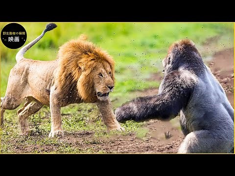 カメラがとらえた10の最もクレイジーな動物の戦い