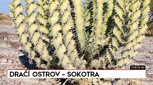 Sokotra