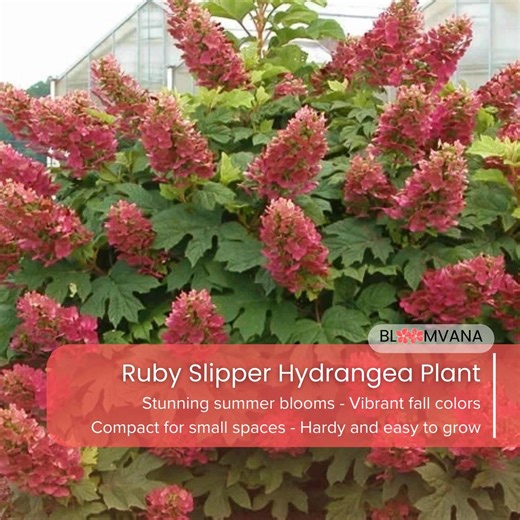 Ruby Slipper Hydrangea Plant, Compact Shrub, Summer Blooms, Fall Colors - Etsy