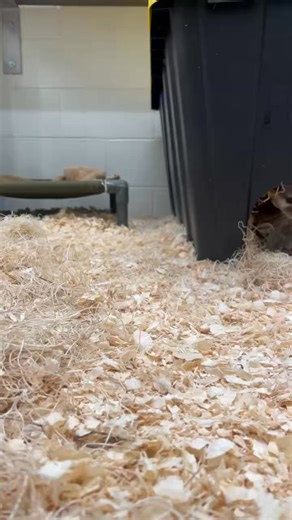 17M views · 370K reactions | Co-parenting can be a challenge. 藍 The new otter family is still bonding behind the scenes. | Cincinnati Zoo & Botanical Garden | Facebook