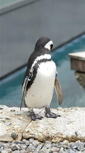 ペンギンの繁殖の失敗 / Failed Breeding