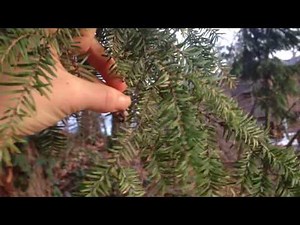 Eastern Hemlock Identification and Uses