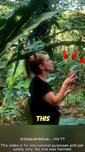 Baby Sloth’s Cry!😢❤️