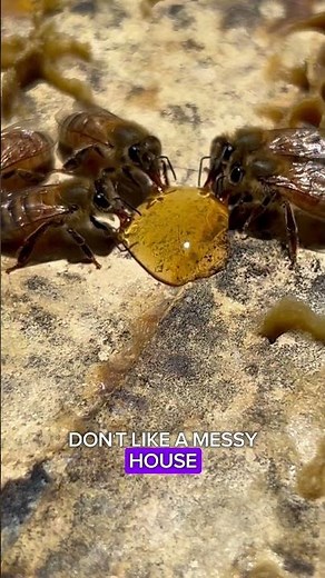 Watch these bees cleaning up honey like pros!