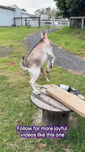 Dobby 🐶 Bunny 🐐 = best friends, every single day 💛 Their play styles couldn’t be more different. One bounces, one zooms, and instincts say they should be mismatched… and yet, somehow, they make it work perfectly. They read each other, respect each other’s boundaries, and meet in the middle — because to them, being different doesn’t matter. What matters is trust, kindness and connection. They may be different species, but they’ve chosen friendship anyway. And honestly? Humans could learn a lot