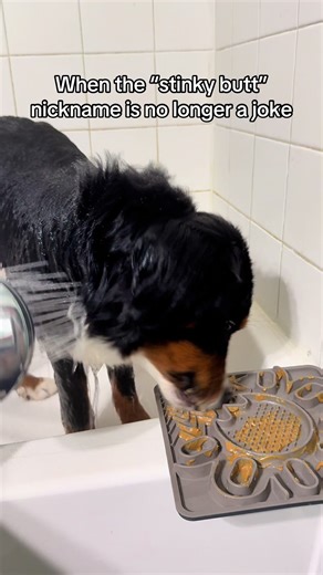 Essential Tips for Using Suction Lick Mats with Dogs