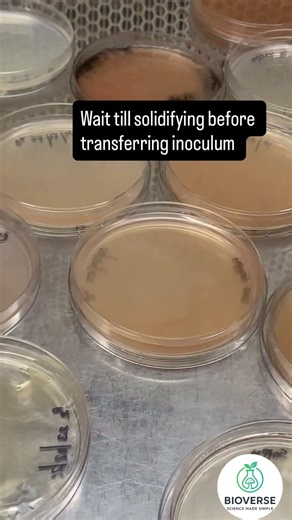 Solidification of media is essential #bioverse # microbiology# inoculum tip # solidification