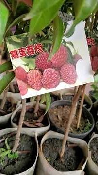 ●結果滿滿中【巨無霸-鵝蛋荔枝-大丁香荔枝】【高壓苗】果粒超大+甜度高，電購：0929-618-311 江先生