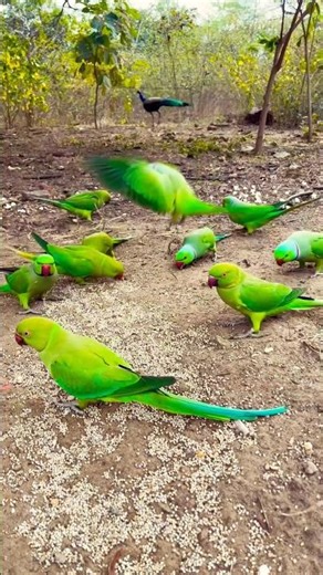 The 🦜world's most beautiful and iconic Parrots #youtubeshorts #shorts #shorts-feed #birds #Parrots