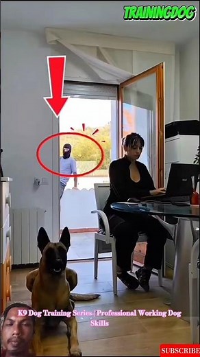 K9 Dog Training Series | Professional Working Dog Skills #doglife #germanshepherd #malinois