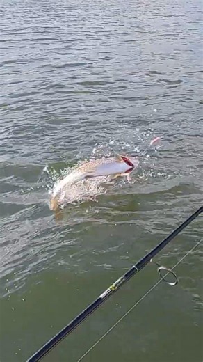 Trout Tricked by a Tassie #troutfishing #troutfishing #kayakfishing