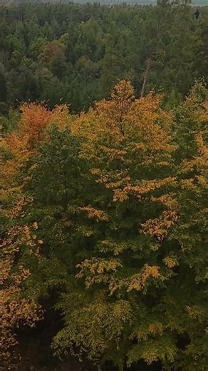 🌲 Peaceful Forest FPV Drone Flight | Slow & Calm Escape – Wings of Silence