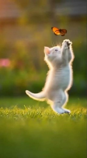 Cute Kitten Chasing a Butterfly 🦋🐱 | Adorable Nature Moment #funny #petvideos