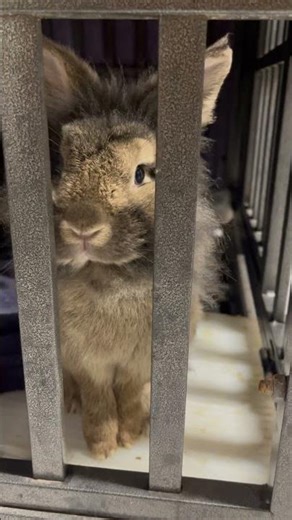 El conejo malo #rabbit #shortvideo#pets