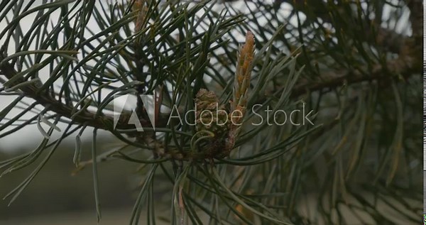 A young green cone grows on the branches of a pine tree in the forest in spring. Formation of young cones on pine branches in late spring. Beautiful juicy green pine cone close-up.
