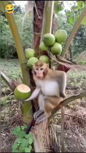 #funny #fbreels #reelsvideo #shortsvideos #comedy#monkey#fight#viralvideo#entertaintment#funyman#fun