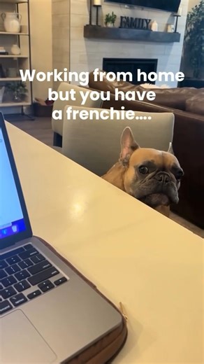 8.9K views · 369 reactions | He's the boss @Samantha Walsh Via TT #healthharness #frenchiestore #frenchie #frenchieoftheday #französischebulldogge #franskbulldog #frenchbull #fransebulldog #frenchbulldog #dog #dogsofinstagram #petstagram #pug #pugsofinstagram #puglove #frenchieharness #bostonharness #pugharness #bulldogharness #dogharnessesstore | Frenchiestore | Facebook