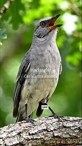 Mockingbird sounds like Car alarms 🚨 #birds #wildlife #shorts