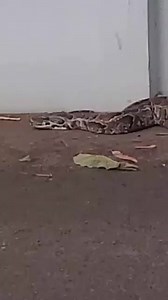 50K views · 447 reactions | Ce python a été observé au plateau. | Eh Ivoirien entreprise | Facebook