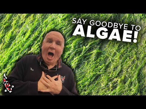 Quick Algae Tips: Clear Up Your Pond Fast