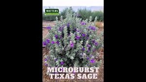Texas Sage Microburst - Small evergreen shrub for super hot landscapes. Easy to Grow. https://wattersgardencenter.com/collections/wild-wonders-native-plant-extravaganza #TexasSage #DwarfShrubs #DroughtTolerantPlants #PurpleFlowers #WattersGarden | Watters Garden Center