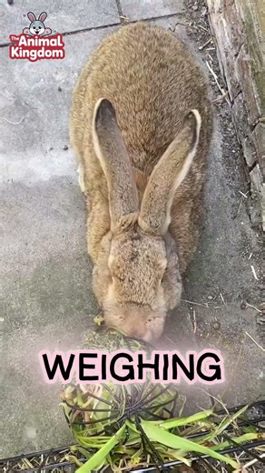 Giant Rabbit Breeds That Will Shock You 😱
