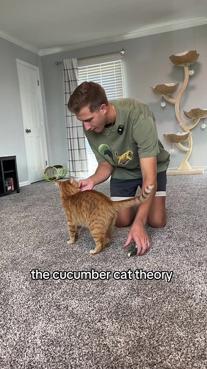 Testing the Cucumber Cat Theory: Do Cats Really Fear Cucumbers?