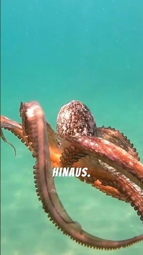 Stop! Du siehst die Krake falsch! Das kann sie wirklich.