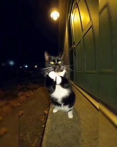 Cat Plays the Jaw Harp 😹🎶 #SORA #funny #cat #jawharp #reels | Sora Space