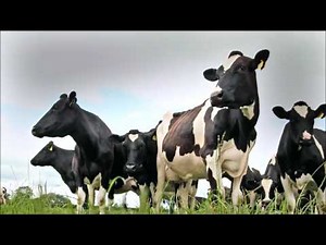 Old McDonald had a farm - Oliver TV