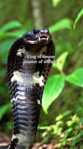 king 🔥 #kingcobra #blackcobra #king #shorts