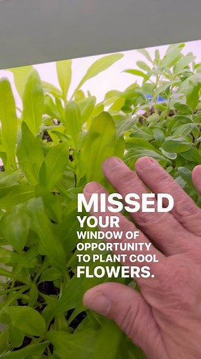 19K views · 67 reactions | What seeds are we starting? Cool season...