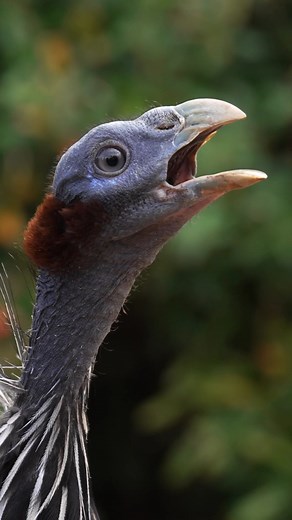 We’ve got some new (very noisy!) arrivals… say hello to the vulturine guineafowl 💙 These striking birds are the biggest of the guineafowl family, rocking bright blue feathers with a vulture-like head. Native to East Africa, they love hanging out in big flocks - and they’re pretty loud about it! Their calls are how they keep in touch with the group while they wander the grasslands 🌾 | Chester Zoo