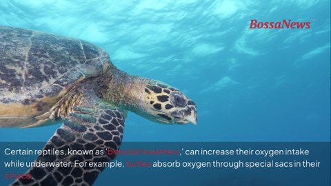 Underwater secrets of reptiles: how evolution helped them breathe below the surface