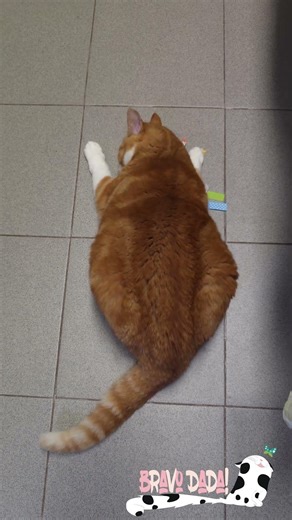 Kitty Playing With Handmade Cat Toys 🐾 Funny Orange & White Tabby Cat #CatVideos #FunnyCats #CatToys