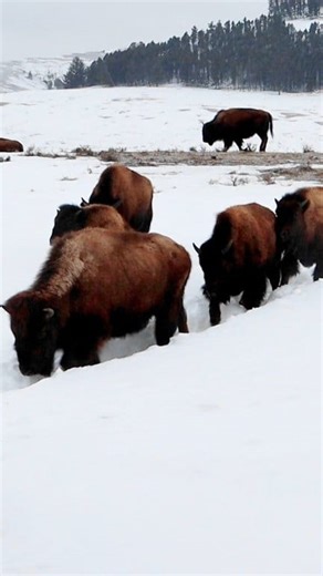 A herd of bison make their way through a snow trail. Sound on to hear them crunching through the snow. Yellowstone National Park #wildlife #snow #HolidaySeason #animals #artist | Michael Hodges, Author
