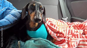 Dachshund dog sits in back seat of car, naps, closes eyes fatigue, is covered with blanket next pile of property. Transportation services for cargo, personal belongings, animals. Road trip with pet.