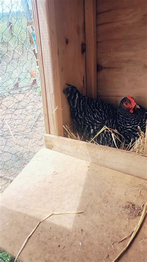 ChickenNerd (@chickennerd3)’s videos with original sound - ChickenNerd