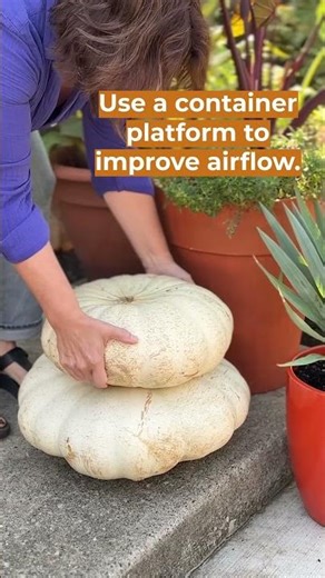 Reader Tip: Extend the Life of your Pumpkins this Fall 🎃 #pumpkins #pumpkinseason #gardening #tips