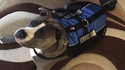 Service dogs vs. therapy dogs vs. emotional support animals: 7 things to know